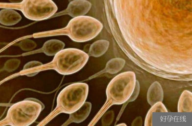 北京备孕试管婴儿知识_超级精子是什么，精子活力太高也会造成不育？